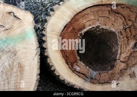 Tronc d'arbre abattu avec anneaux de croissance visibles. Gros plan de la texture du bois de chêne ou de hêtre montrant les anneaux annuels naturels et la structure du bois. Banque D'Images
