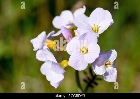 Cuckooflower, Cuckoo Flower ou Lady's Smock (cardamine pratensis), gros plan isolé de la plante de printemps commune montrant des fleurs rose très pâle. Banque D'Images