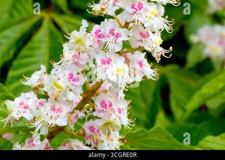Châtaignier (aesculus hippocastanum), gros plan montrant des détails dans une pointe ou une pulvérisation des fleurs blanches qui apparaissent sur l'arbre commun au printemps Banque D'Images