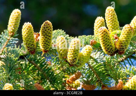 Épinette de Sitka (picea sitchensis), gros plan de nouveaux cônes frais se développant le long d'une branche de l'arbre communément planté au printemps. Banque D'Images