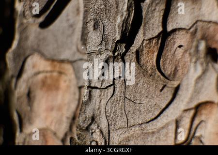Vue détaillée de l'écorce d'arbre brute présentant des textures uniques Banque D'Images