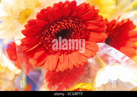 Fleur rouge vif gerbera Marguerite en vue rapprochée Banque D'Images