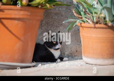 Curieux chaton noir et blanc jetant un œil derrière un pot en terre cuite, entouré de feuilles vertes luxuriantes dans un coin de jardin confortable. Ses yeux frappants et Banque D'Images
