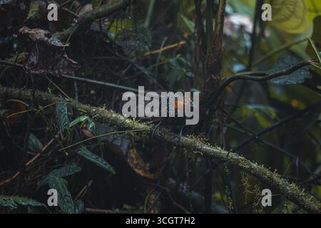 La fourmi ocellée est une espèce saisissante de la forêt tropicale, connue pour ses yeux audacieux et son habitude de suivre les fourmis de l'armée pour attraper les insectes en fuite. Banque D'Images