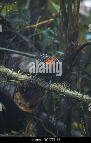 La fourmi ocellée est une espèce saisissante de la forêt tropicale, connue pour ses yeux audacieux et son habitude de suivre les fourmis de l'armée pour attraper les insectes en fuite. Banque D'Images