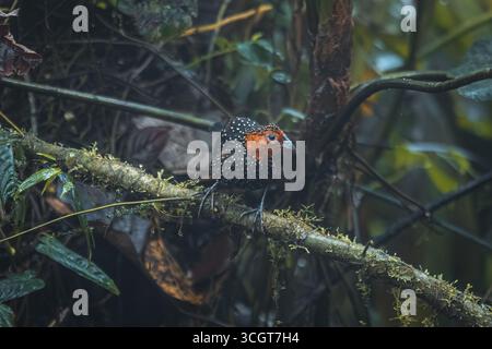 La fourmi ocellée est une espèce saisissante de la forêt tropicale, connue pour ses yeux audacieux et son habitude de suivre les fourmis de l'armée pour attraper les insectes en fuite. Banque D'Images