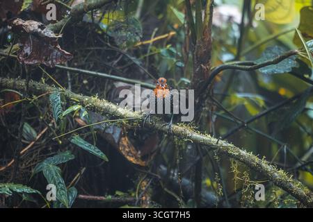 La fourmi ocellée est une espèce saisissante de la forêt tropicale, connue pour ses yeux audacieux et son habitude de suivre les fourmis de l'armée pour attraper les insectes en fuite. Banque D'Images
