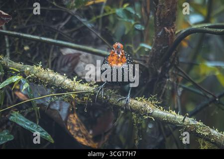 La fourmi ocellée est une espèce saisissante de la forêt tropicale, connue pour ses yeux audacieux et son habitude de suivre les fourmis de l'armée pour attraper les insectes en fuite. Banque D'Images