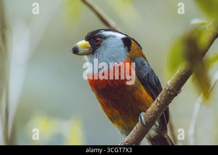 Le toucan barbet est un oiseau frappant originaire des forêts andines de Colombie et d'Équateur, célèbre pour son plumage coloré. Banque D'Images
