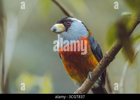 Le toucan barbet est un oiseau frappant originaire des forêts andines de Colombie et d'Équateur, célèbre pour son plumage coloré. Banque D'Images
