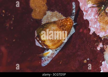 La photographie sous-marine de forêt de varech révèle un monde magique de frondes oscillantes, de vie marine cachée et de lumière éthérée sous les vagues. Banque D'Images