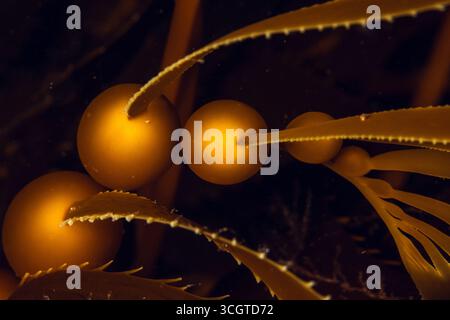 La photographie sous-marine de forêt de varech révèle un monde magique de frondes oscillantes, de vie marine cachée et de lumière éthérée sous les vagues. Banque D'Images