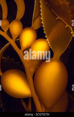 La photographie sous-marine de forêt de varech révèle un monde magique de frondes oscillantes, de vie marine cachée et de lumière éthérée sous les vagues. Banque D'Images