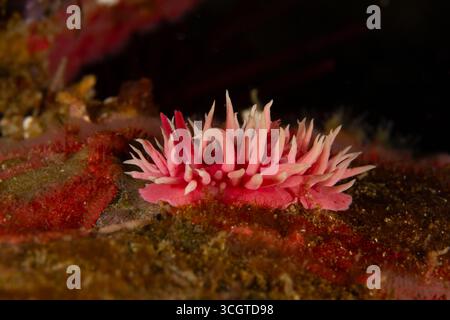 La photographie sous-marine de forêt de varech révèle un monde magique de frondes oscillantes, de vie marine cachée et de lumière éthérée sous les vagues. Banque D'Images