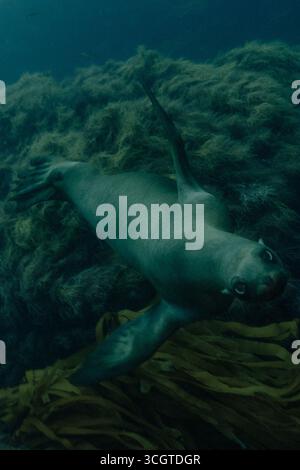 La photographie sous-marine de forêt de varech révèle un monde magique de frondes oscillantes, de vie marine cachée et de lumière éthérée sous les vagues. Banque D'Images