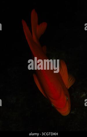 La photographie sous-marine de forêt de varech révèle un monde magique de frondes oscillantes, de vie marine cachée et de lumière éthérée sous les vagues. Banque D'Images
