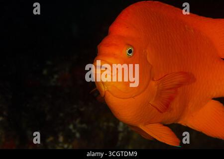 La photographie sous-marine de forêt de varech révèle un monde magique de frondes oscillantes, de vie marine cachée et de lumière éthérée sous les vagues. Banque D'Images