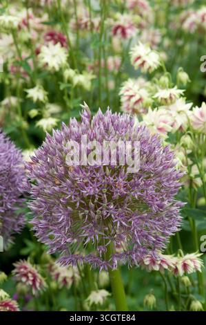 Une fleur d'allium vibrante se détache dans un jardin luxuriant rempli de diverses fleurs, mettant en valeur la beauté et la diversité de la nature au printemps. Banque D'Images
