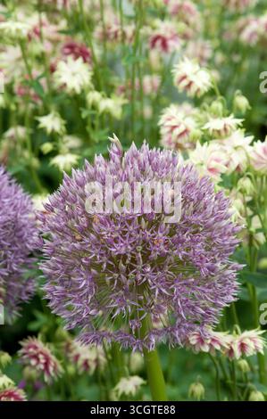 Les fleurs d'Allium affichent leurs fleurs violettes rondes dans un jardin vibrant rempli de diverses fleurs colorées sous un ciel printanier clair. Banque D'Images