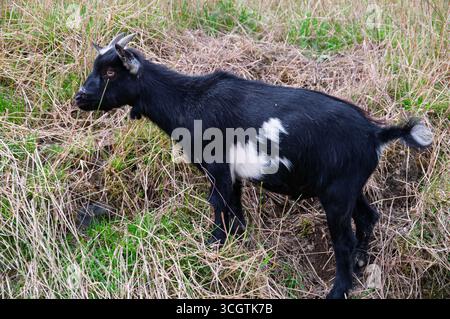 Une chèvre noire et blanche se tient debout dans un champ de hautes herbes. La chèvre regarde vers la droite Banque D'Images