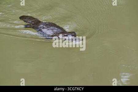 Ornithorhynchus anatinus, un mammifère australien unique nageant dans le ruisseau Peterson brun à Yungaburra, dans le nord tropical du Queensand Banque D'Images