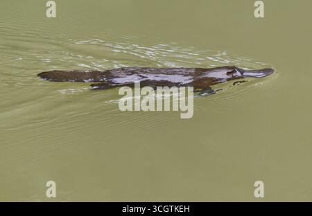 Ornithorhynchus anatinus, un mammifère australien unique nageant dans le ruisseau Peterson brun à Yungaburra, dans le nord tropical du Queensand Banque D'Images
