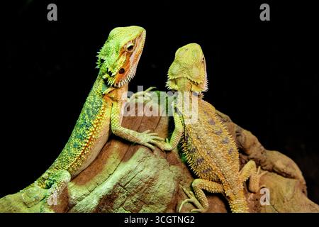 Gros plan de Dragons barbus reposant sur Stone Banque D'Images