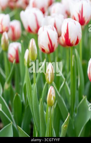 Les tulipes blanches et rouges fleurissent dans un champ. Plusieurs tulipes montrent leurs bourgeons et certaines sont en pleine floraison, affichant leurs pétales rayés. Le vert le Banque D'Images
