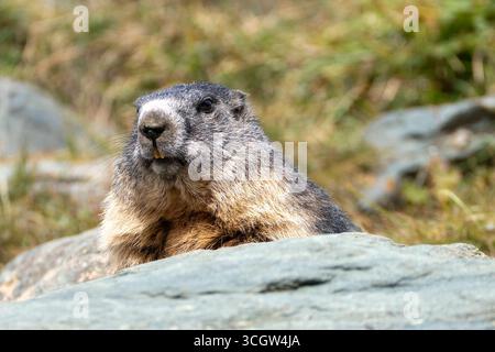 Marmotte vue près de la Grossglockner Hochalpenstrasse, également connue sous le nom de Grossglockner High Alpine Road. C'est la route de col de montagne la plus haute surface en Banque D'Images