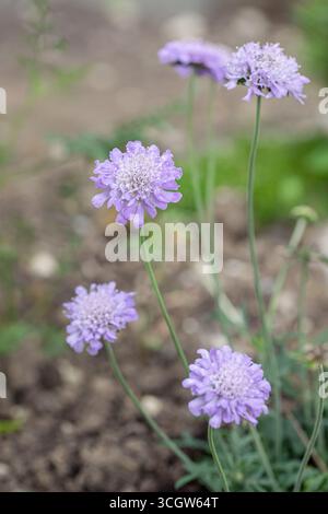 Floraison petit scabieux (Scabiosa columbaria). Banque D'Images