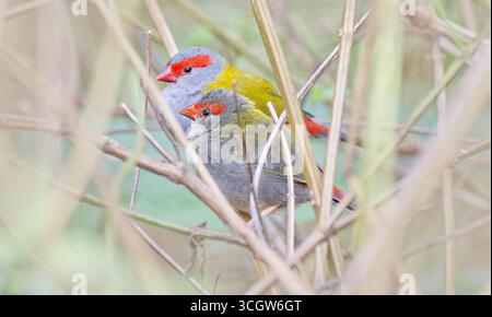 Deux finlandais à sourcils rouges (Neochmia temporalis) mangeurs de graines oiseaux adultes et immatures abritant dans l'herbe sèche dans la forêt tropicale Julatten Queensland Australie Banque D'Images