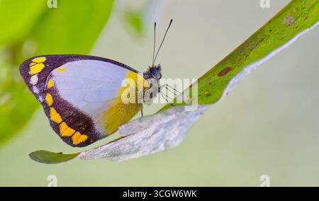 Jezebel à bandes jaunes (Delias ennia) papillon blanc et noir tacheté perché sur feuille dans la forêt tropicale de Julatten, Queensland, Australie Banque D'Images