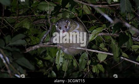 Un opossum vert marsupial nocturne (Pseudochirops archeri) dans un arbre feuillu de la forêt tropicale éclairée par le projecteur Julatten Queensland Australie Banque D'Images