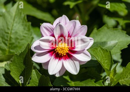 Vue rapprochée d'une fleur de dahlia rose vif, rouge et jaune, fleurissant dans un jardin ensoleillé extérieur Banque D'Images