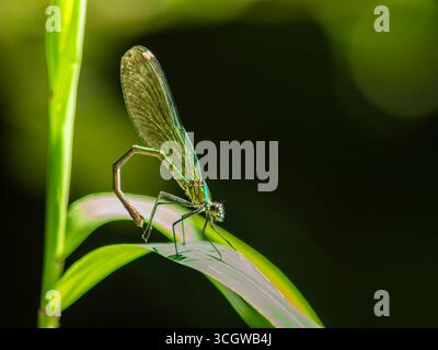Les damselflies sont des insectes volants du sous-ordre Zygoptera dans l'ordre Odonata. Banque D'Images