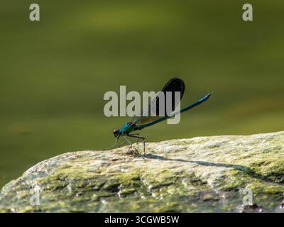 Les damselflies sont des insectes volants du sous-ordre Zygoptera dans l'ordre Odonata. Banque D'Images