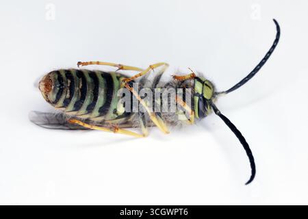 Guêpe allemande morte (Vespula germanica) couchée sur son dos sur un fond gris. Banque D'Images