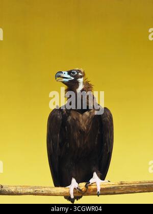 Vautour perché sur branche avec fond jaune Banque D'Images