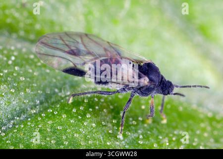 Puceron commun à l'arachide (Anoecia corni). Un individu ailé. Une espèce commune de puceron. Banque D'Images