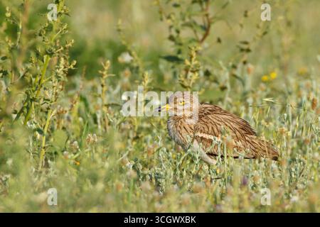 Triel, Stone Curlew, Stone-Curlew, Stone-Curlew, Eurasian Thick-genou, Burhinus oedicnemus, Oedicnème criard, Alcaraván Común Banque D'Images