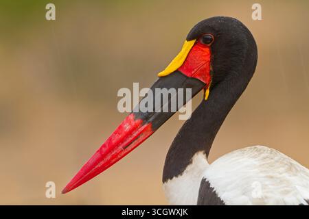 Sattelstorch, cigogne à bec de selle, cigogne à bec de selle, Ephippiorhynchus senegalensis Banque D'Images
