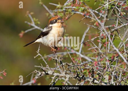 Rotkopfwürger, Woodchat Shrike, Lanius sénateur, Pie-grièche à tête rousse, Alcaudón Común Banque D'Images