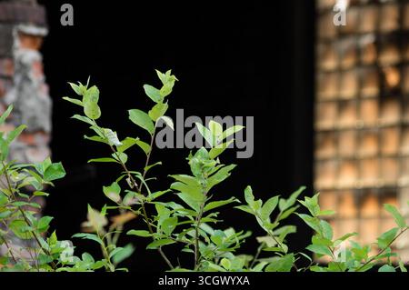 Croissance sauvage à la suite d'un bâtiment en briques endommagé dans une zone industrielle abandonnée. Banque D'Images