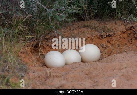 Trois œufs d'autruche dans une fosse de nidification naturelle Banque D'Images
