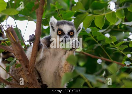 Lemur à queue annulaire mangeant des feuilles tout en tenant Branch Banque D'Images