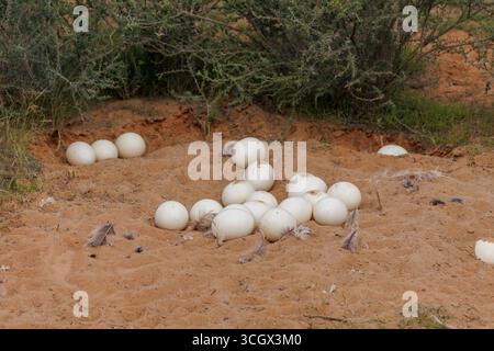 Gros plan d'œufs d'autruche en terrain sec Banque D'Images