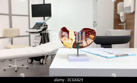 Le modèle anatomique du foie et de la vésicule biliaire se tient sur la table d'un médecin pour la consultation du patient avec des problèmes de santé, gros plan. Gastroentérologie Banque D'Images