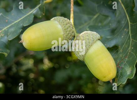 Stieleichel Quercus robur, Zweig mit Eicheln und Blättern Stieleichel Quercus robur *** chêne anglais Quercus robur , branche avec glands et feuilles Engl Banque D'Images