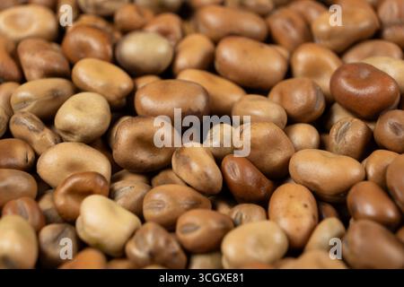 Macro de haricots vicia faba crus secs entiers non cuits Banque D'Images