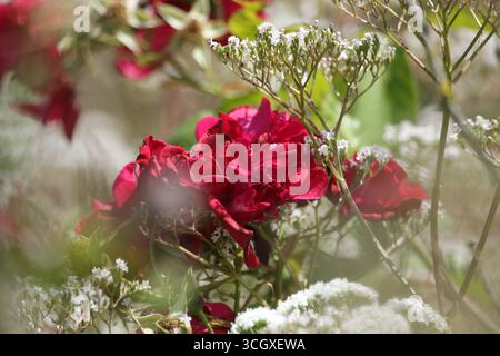 Belles Roses en abondance en pleine floraison à l'heure d'été britannique dans le jardin. Banque D'Images
